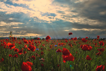 Картинка природа луга маки