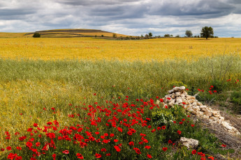 Картинка природа луга поле луг трава цветы