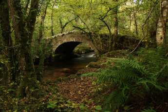 Картинка природа реки озера река лес мост арка