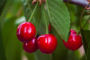 Картинка природа Ягоды вишни