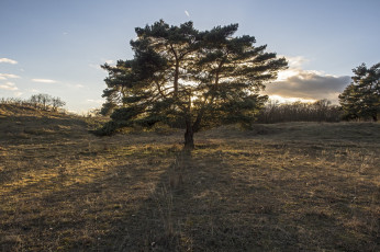 Картинка природа деревья сосна поляна трава