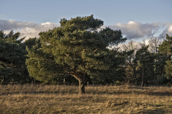 Картинка природа деревья сосна трава поляна