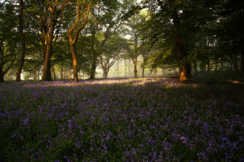 Картинка природа луга луг лес трава цветы