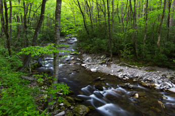 Картинка природа реки озера лес ручей