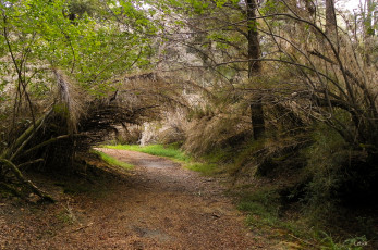 Картинка природа дороги тропинка лес