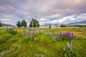 Картинка природа луга трава река луг цветы горы