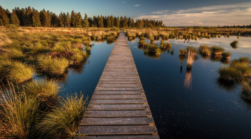 Картинка природа дороги лес болото кочки настил дорожка