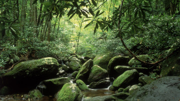 Картинка природа реки озера лес камни