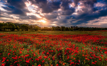 Картинка природа луга облака маки поле лес