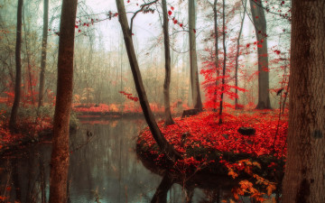 Картинка природа лес осень