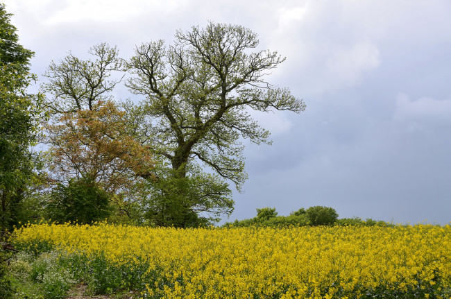 Обои картинки фото природа, луга, луг, дерево, цветы