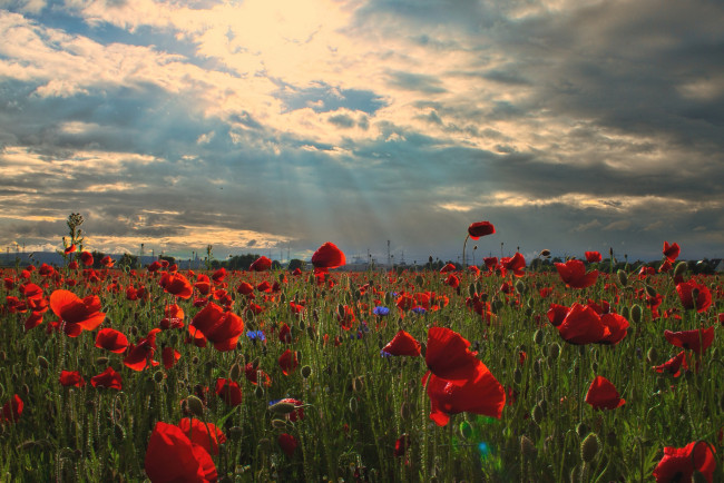 Обои картинки фото природа, луга, маки