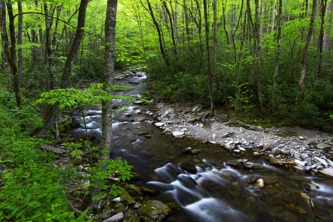 Обои картинки фото природа, реки, озера, лес, ручей