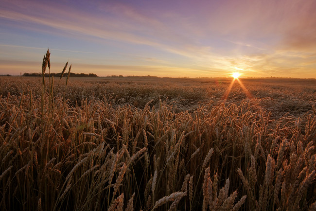 Обои картинки фото природа, восходы, закаты, поле, посевы, горизонт, солнце