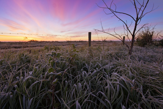 Обои картинки фото природа, восходы, закаты, поле, трава, иней, заря