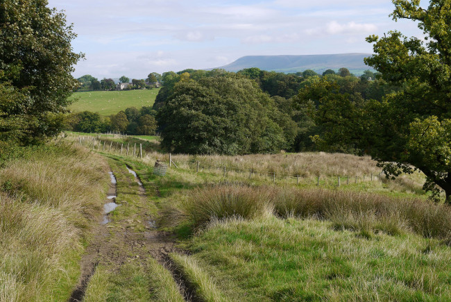 Обои картинки фото природа, дороги, поле, колея, трава