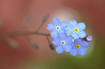 Картинка цветы незабудки макро фон