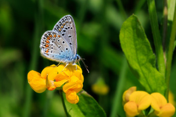 Картинка животные бабочки +мотыльки +моли бабочка