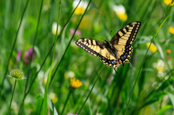 Картинка животные бабочки +мотыльки +моли бабочка