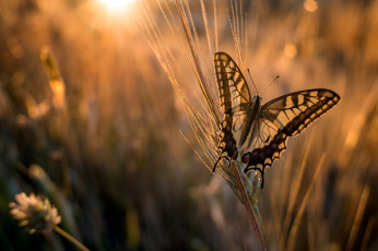 Картинка животные бабочки +мотыльки +моли бабочка