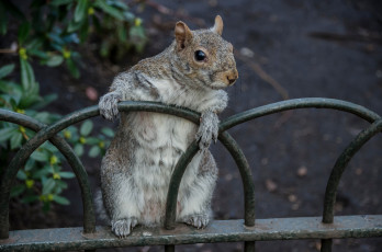 Картинка животные белки белка любопытство забор