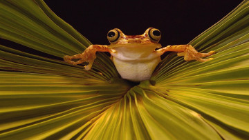 Картинка животные лягушки глаза лягушка