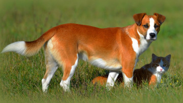 Картинка животные разные+вместе собака кот кошка друзья