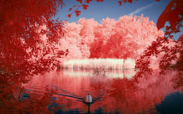 Картинка животные лебеди природа лебедь озеро