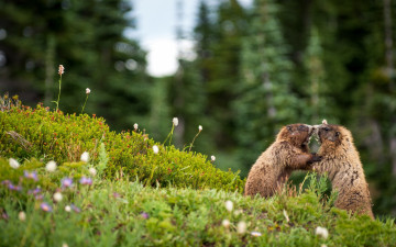 Картинка животные суслики +сурки сурки встреча разборки