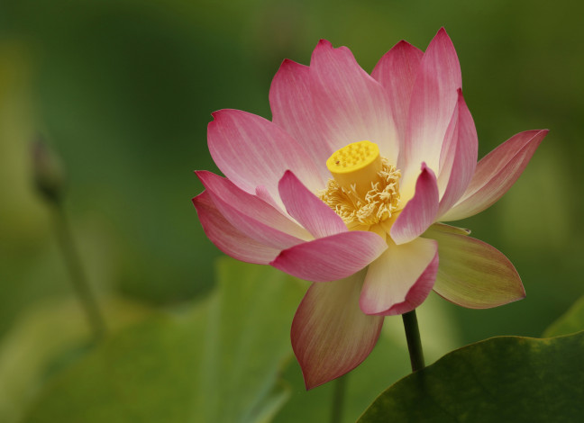 Обои картинки фото цветы, лотосы, лотос, природа, макро, лепестки