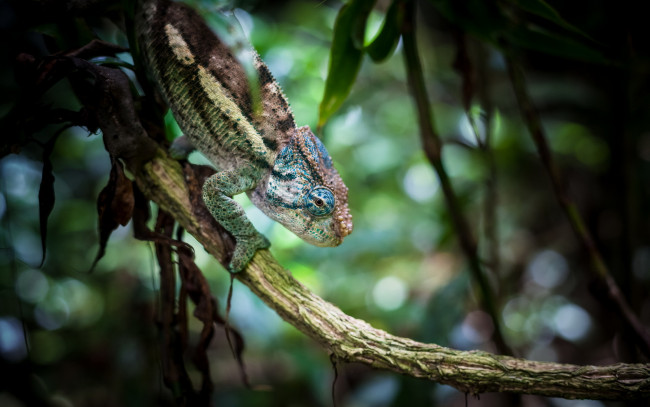 Обои картинки фото животные, хамелеоны, листья, фон, хамелеон, ветка, макро