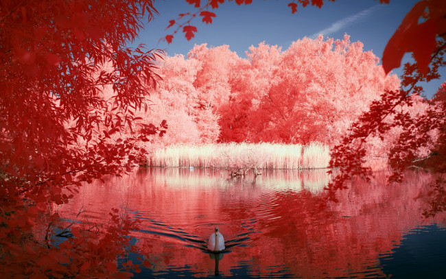 Обои картинки фото животные, лебеди, природа, лебедь, озеро