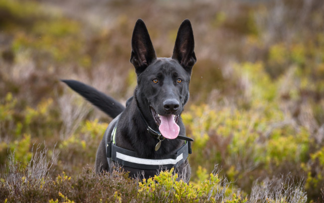 Обои картинки фото животные, собаки, собака, овчарка, язык, уши