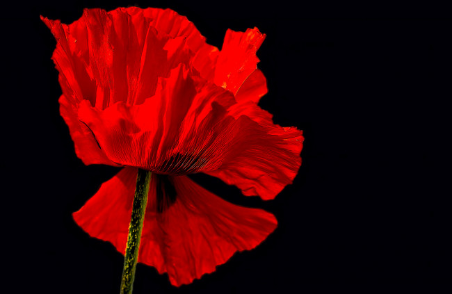 Обои картинки фото цветы, маки, мак, лепестки, цветок, фон