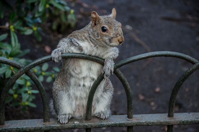 Обои картинки фото животные, белки, белка, любопытство, забор