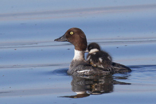 Обои картинки фото животные, утки, гоголь, утка, птица, птенец, переправа, вода