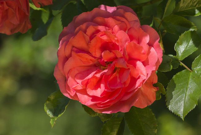 Обои картинки фото цветы, розы, роза, лепестки, макро, красная, красота