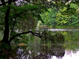 Картинка природа реки озера вода деревья