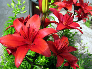 Картинка цветы лилии +лилейники красный