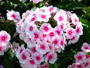 Картинка флоксы цветы