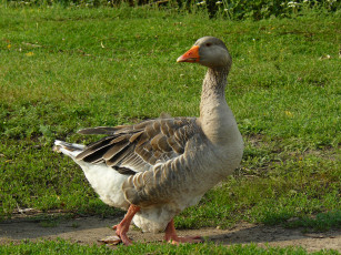 Картинка гусь животные гуси