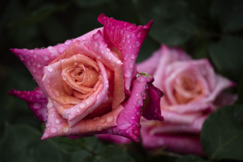 Картинка цветы розы капли лепестки