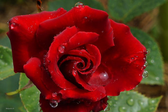 Картинка цветы розы капли макро алый