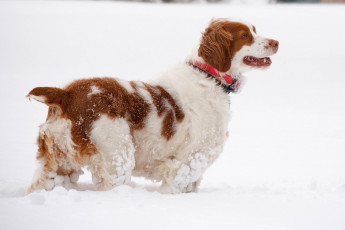 Картинка животные собаки песик