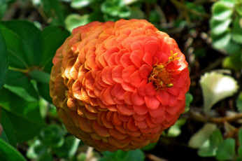 Картинка цветы цинния макро