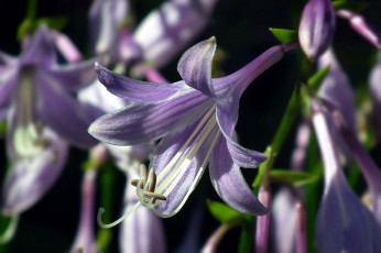 Картинка цветы хоста лиловый