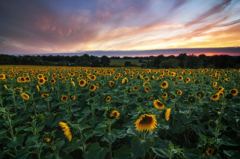 Картинка цветы подсолнухи пейзаж поле закат