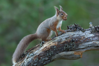 Картинка животные белки белка