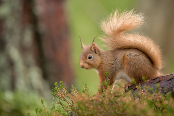 Картинка животные белки белка