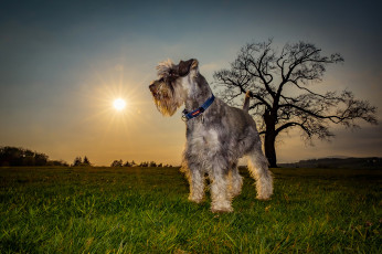 Картинка животные собаки песик